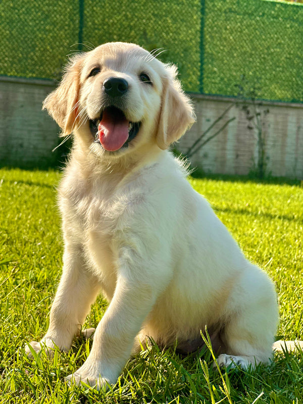 Golden Retriever -Erkek