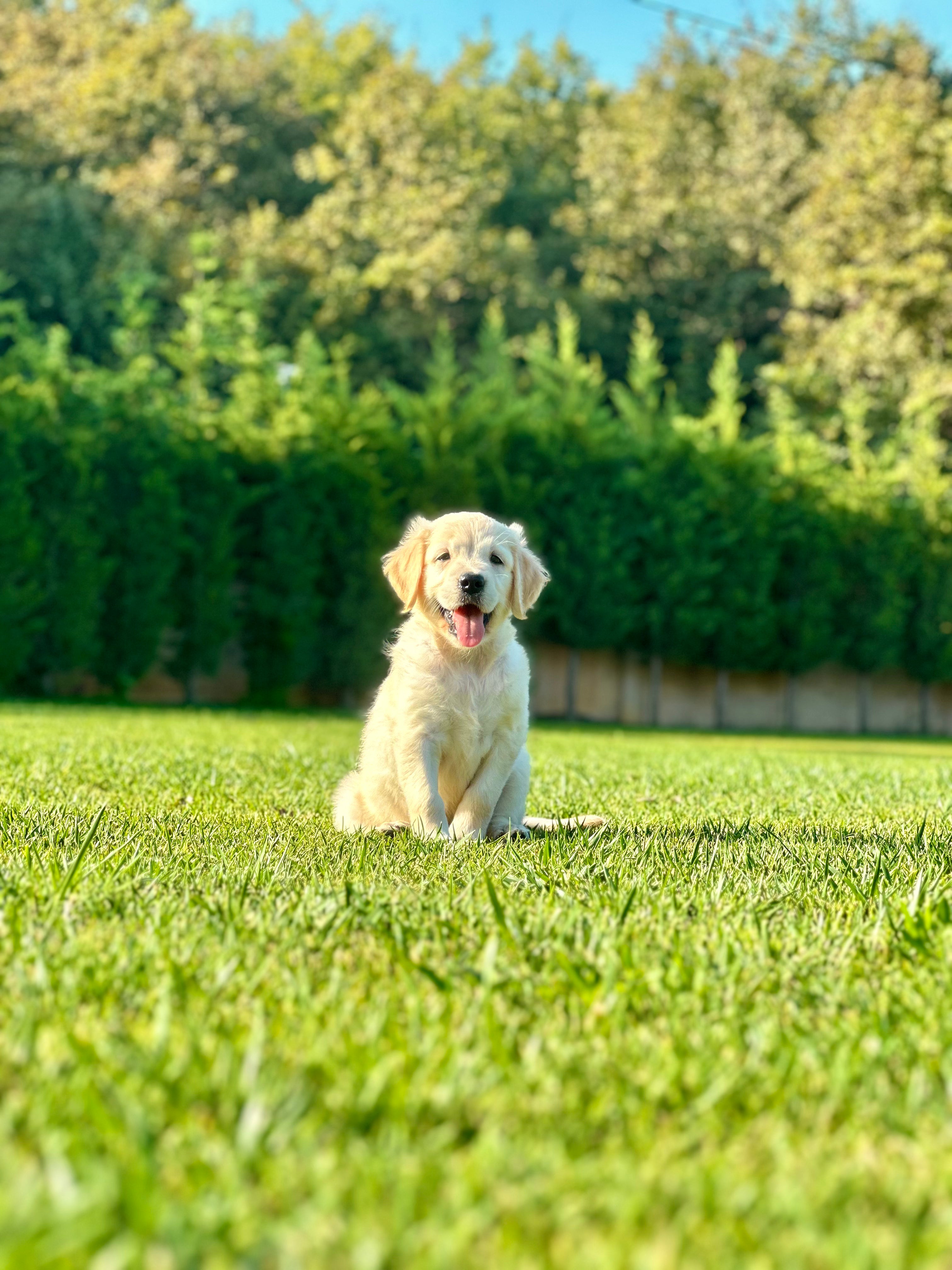 Golden Retriever -Dişi