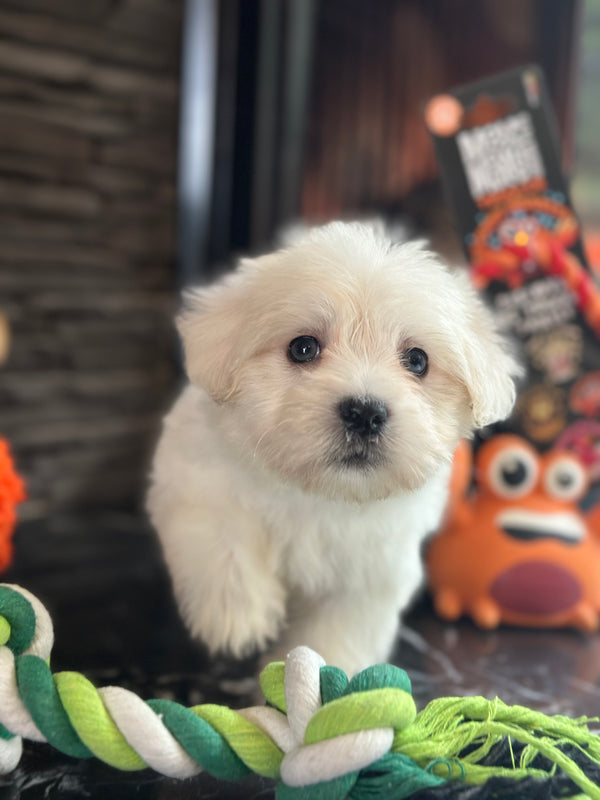 Maltese Terrier -Dişi