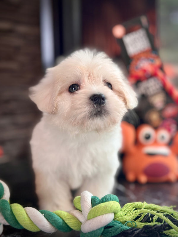Maltese Terrier -Erkek