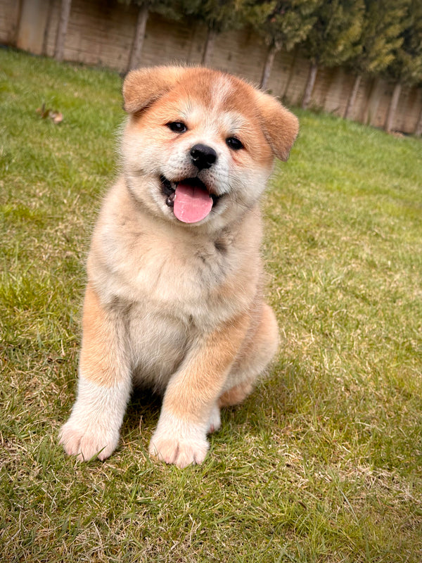 Akita Inu -Erkek