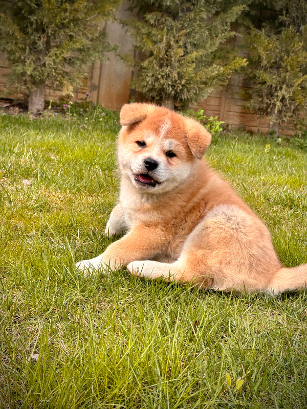 Akita Inu -Dişi