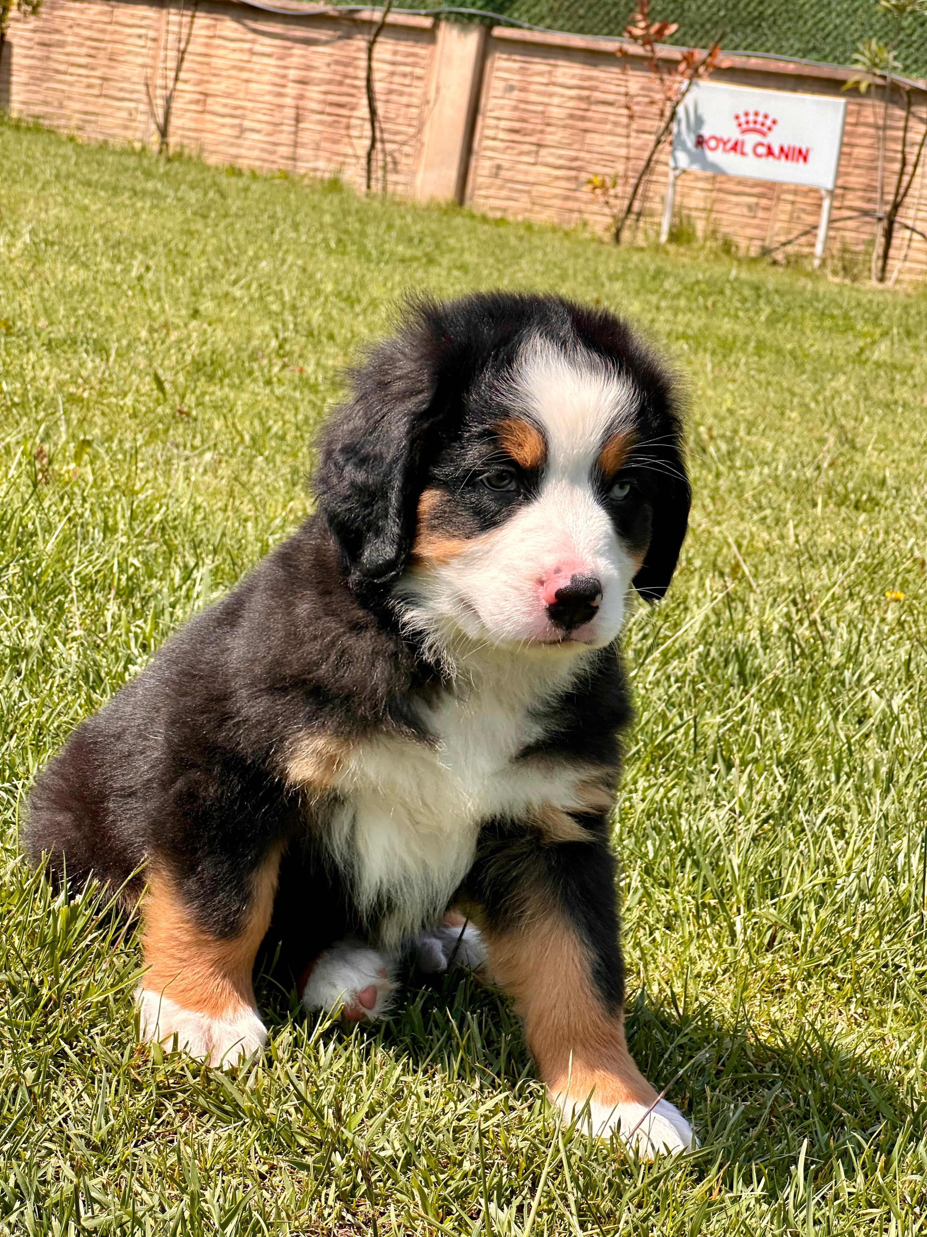 Bernese Mountain Dog -Dişi