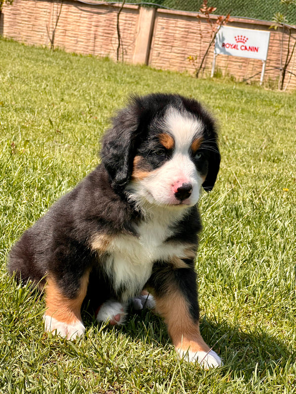 Bernese Mountain Dog -Dişi