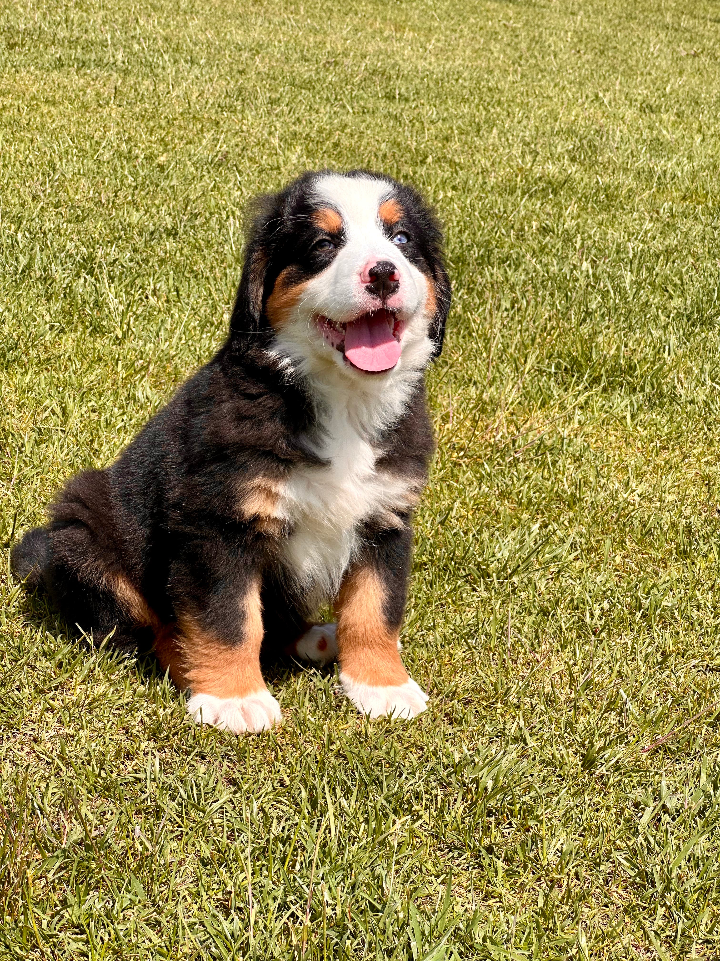 Bernese Mountain Dog -Erkek