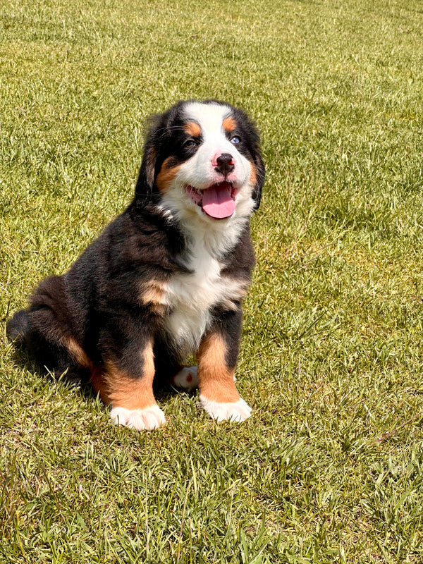 Bernese Mountain Dog -Erkek