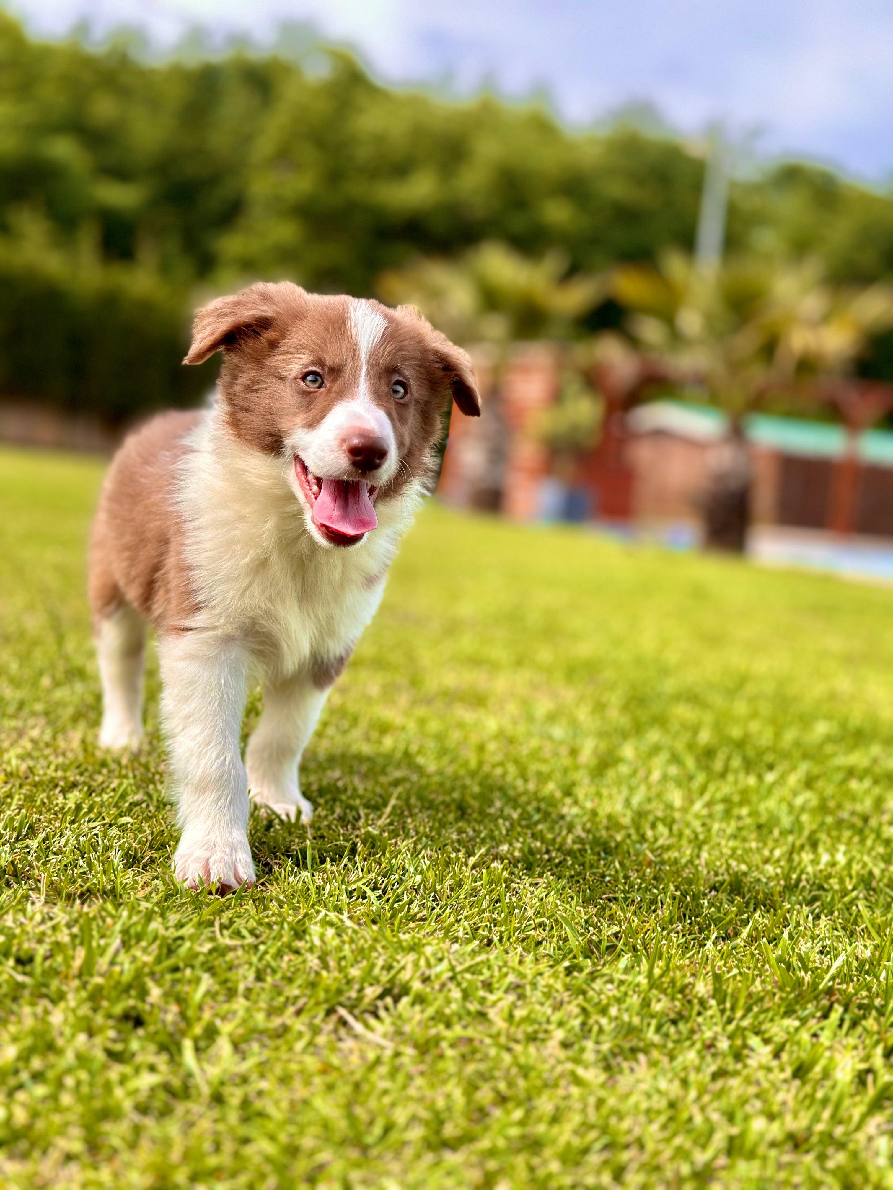 Border Collie -Dişi