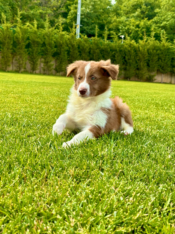 Border Collie -Erkek
