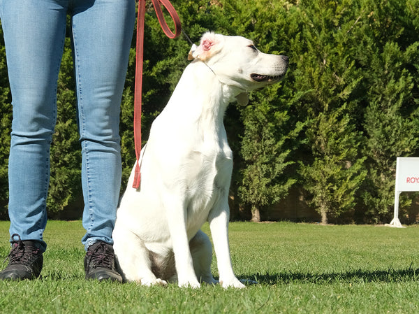 Temel İtaat Eğitimi