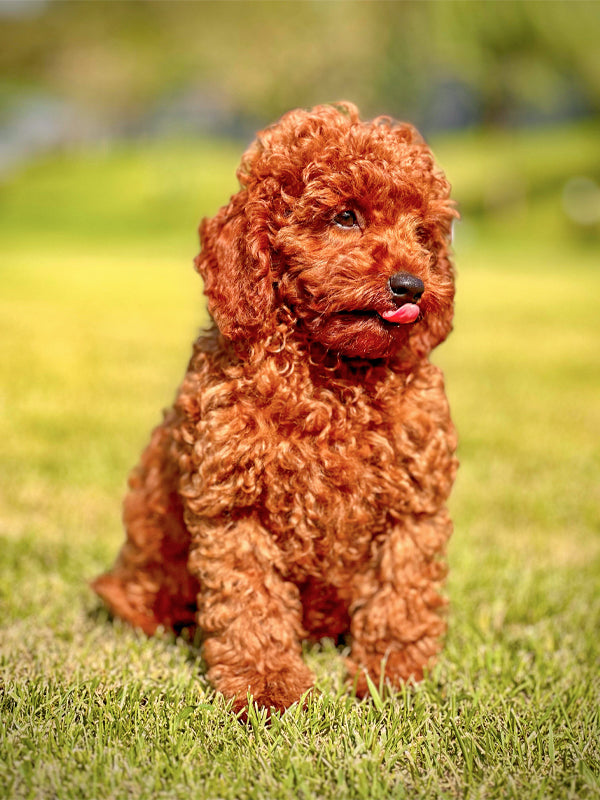 Toy Poodle