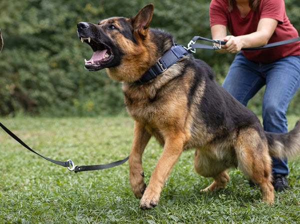 Agrasyon ve Rehabilitasyon