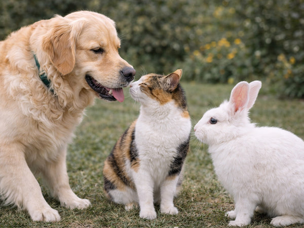 Diğer Hayvanlarla Etkileşim