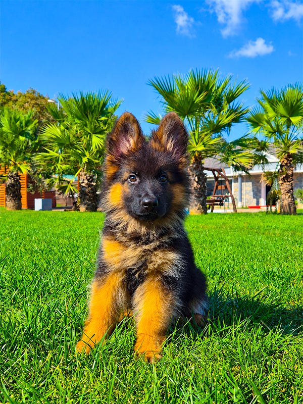 Alman Çoban Köpeği