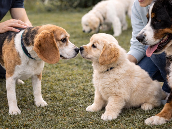Kritik Sosyalizasyon