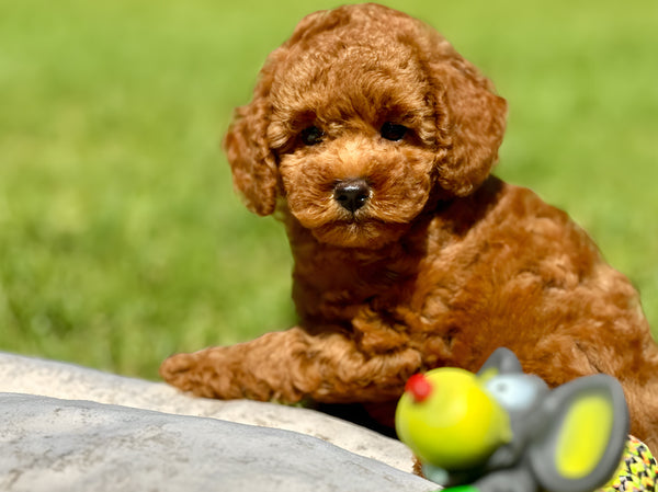 Puppy (Yavru) Eğitimi