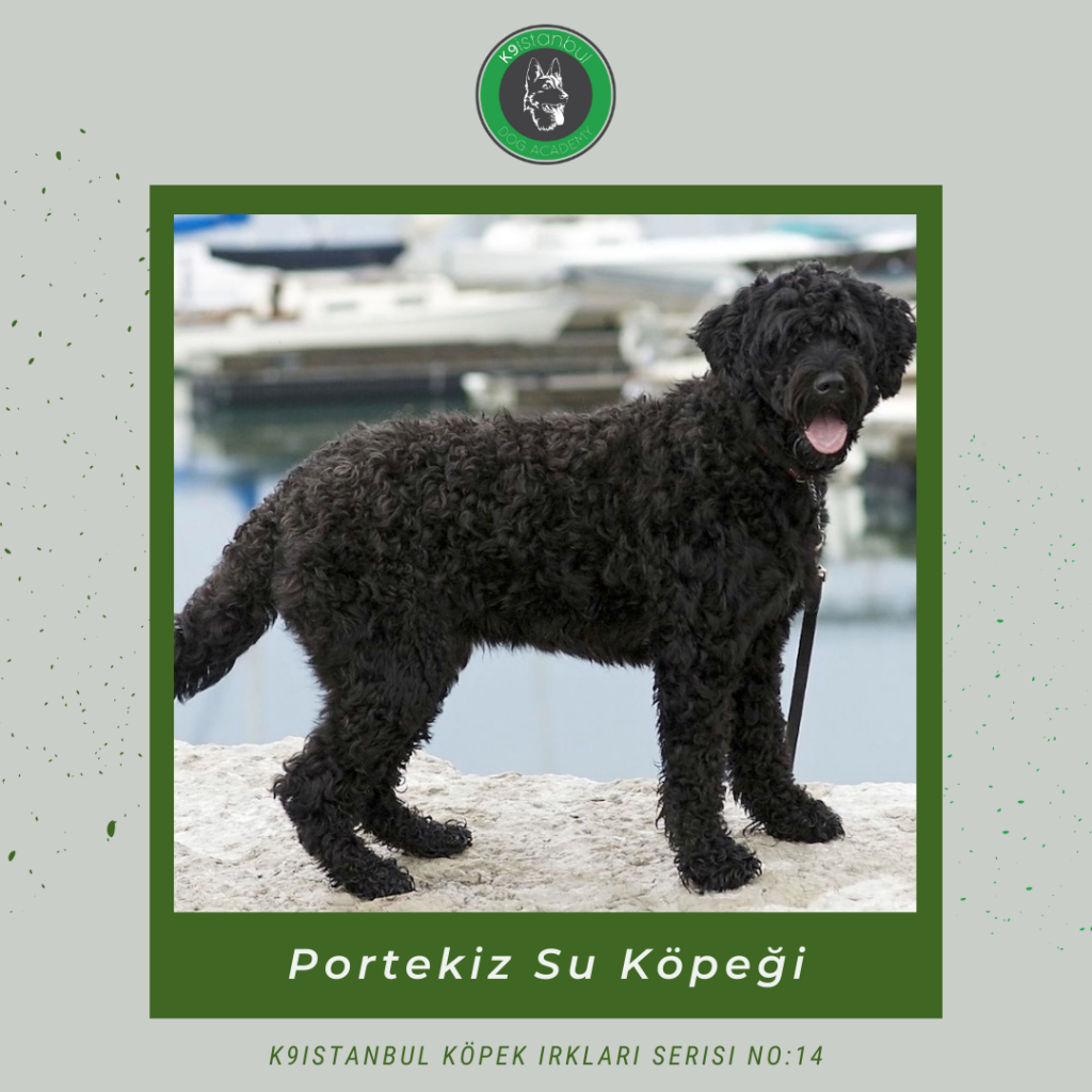 Portekiz Su Köpeği