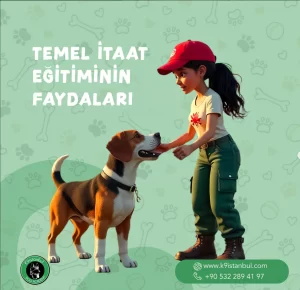 Temel İtaat Eğitimi K9İstanbul